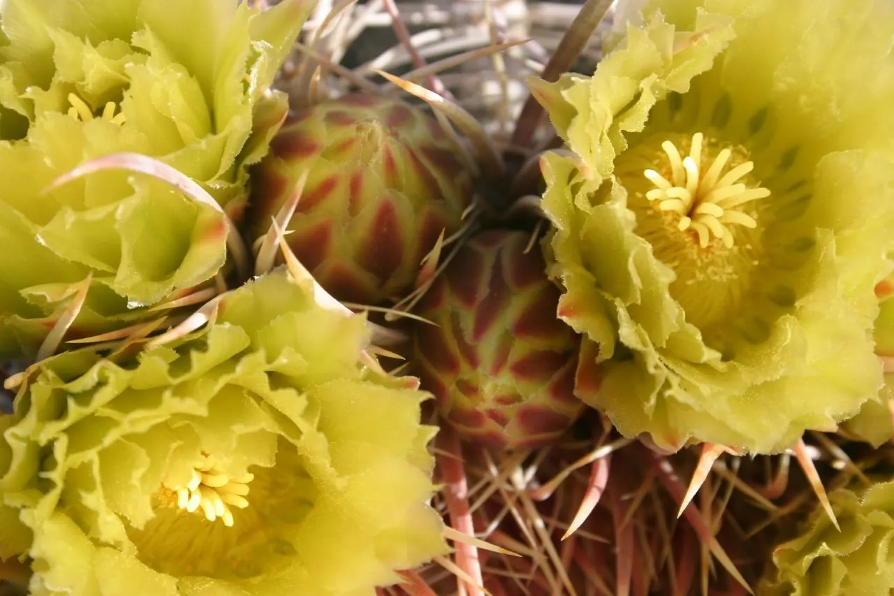 Compass Barrel Cactus (Ferocactus Cylindraceus) — vibrant yellow to red spines; cactus for deep shade or full, image 129