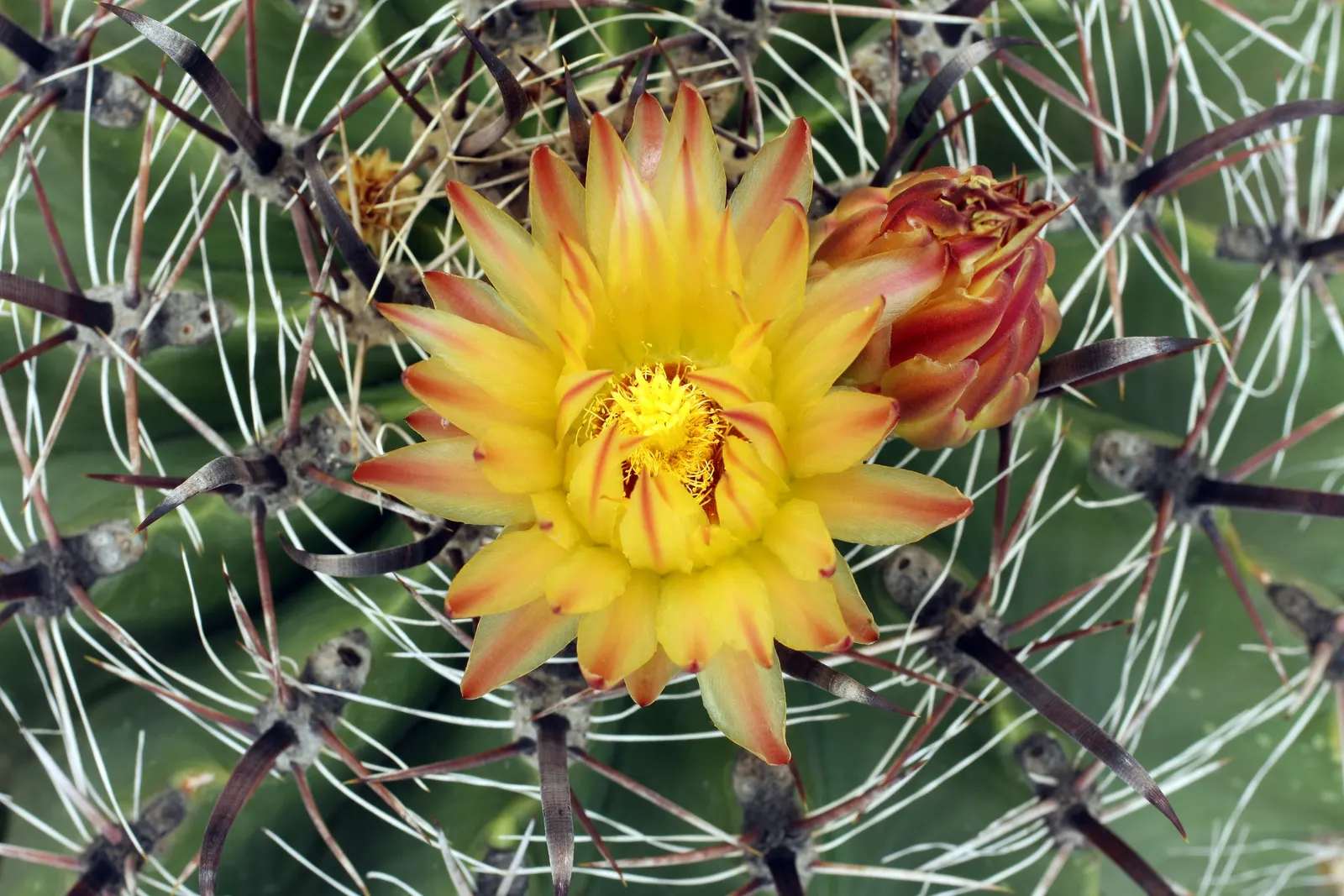Compass Barrel Cactus (Ferocactus Cylindraceus) — and showy yellow flowers emerging late spring to summer; minimal water needs once established, image 55