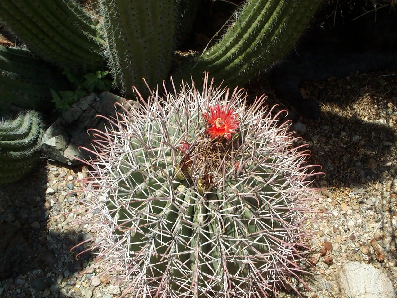 Compass Barrel Cactus (Ferocactus Cylindraceus) — growing up to 10 feet tall and 2 feet in diameter; spiny surface.<br><br>Growing at a moderate, image 52
