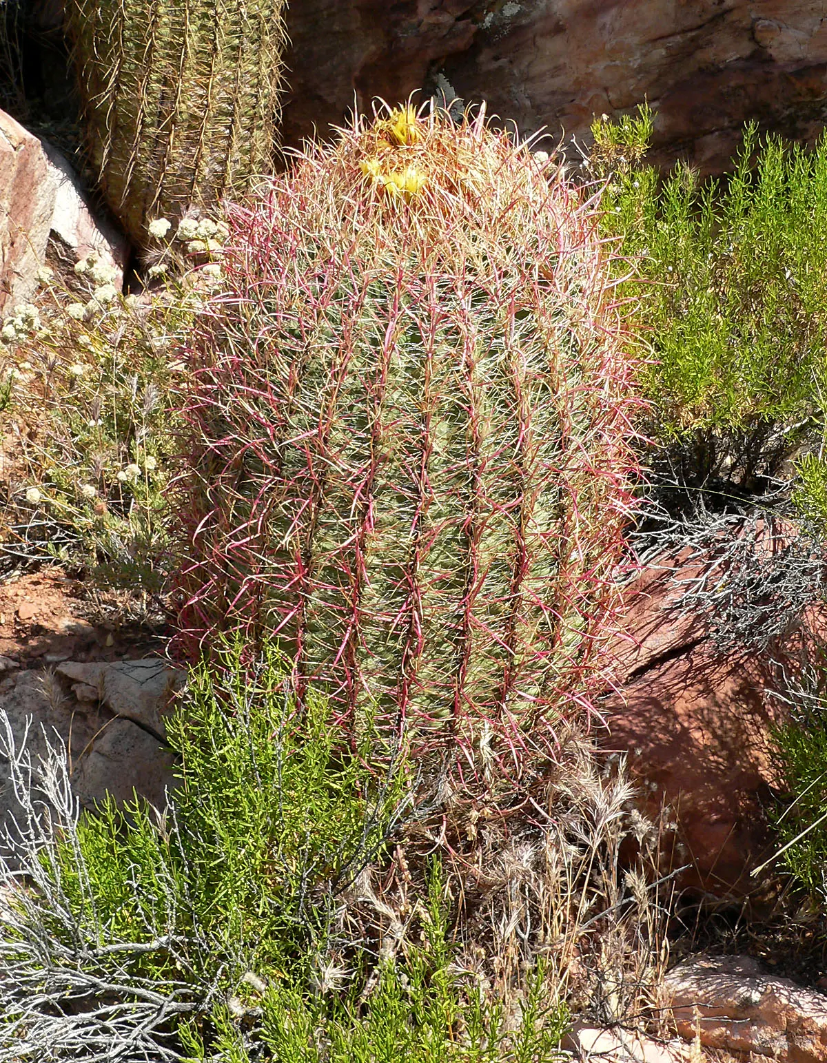 Compass Barrel Cactus (Ferocactus Cylindraceus) — allowing for a striking garden feature with ease; the Compass Barrel Cactus (Ferocactus, image 122