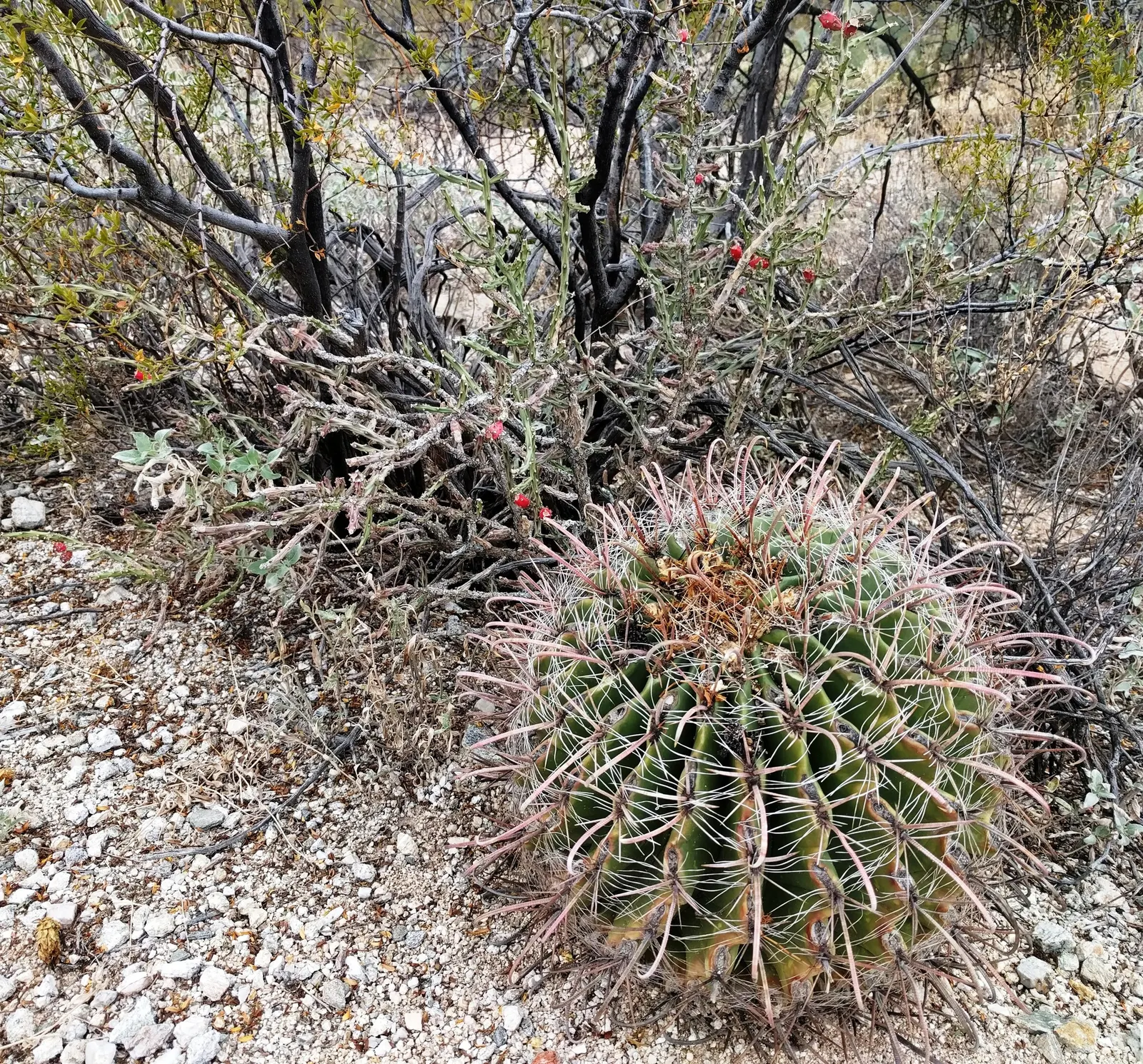 Compass Barrel Cactus (Ferocactus Cylindraceus) — These blossoms potentially give way to yellow fruits; and showy yellow flowers emerging late, image 69