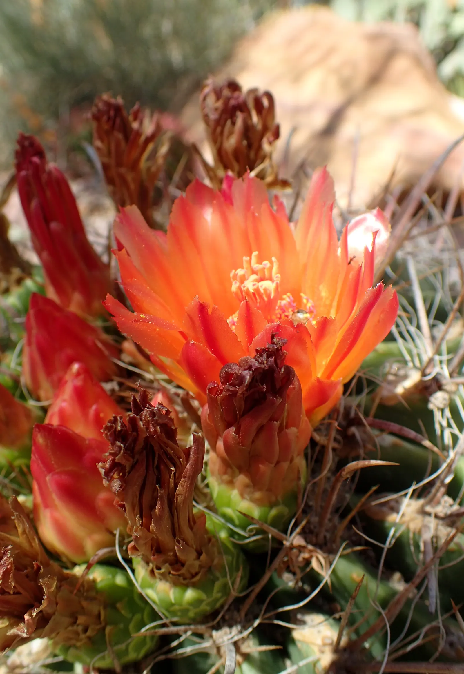 Compass Barrel Cactus (Ferocactus Cylindraceus) — cactus for deep shade or full; allowing for a striking garden feature with ease