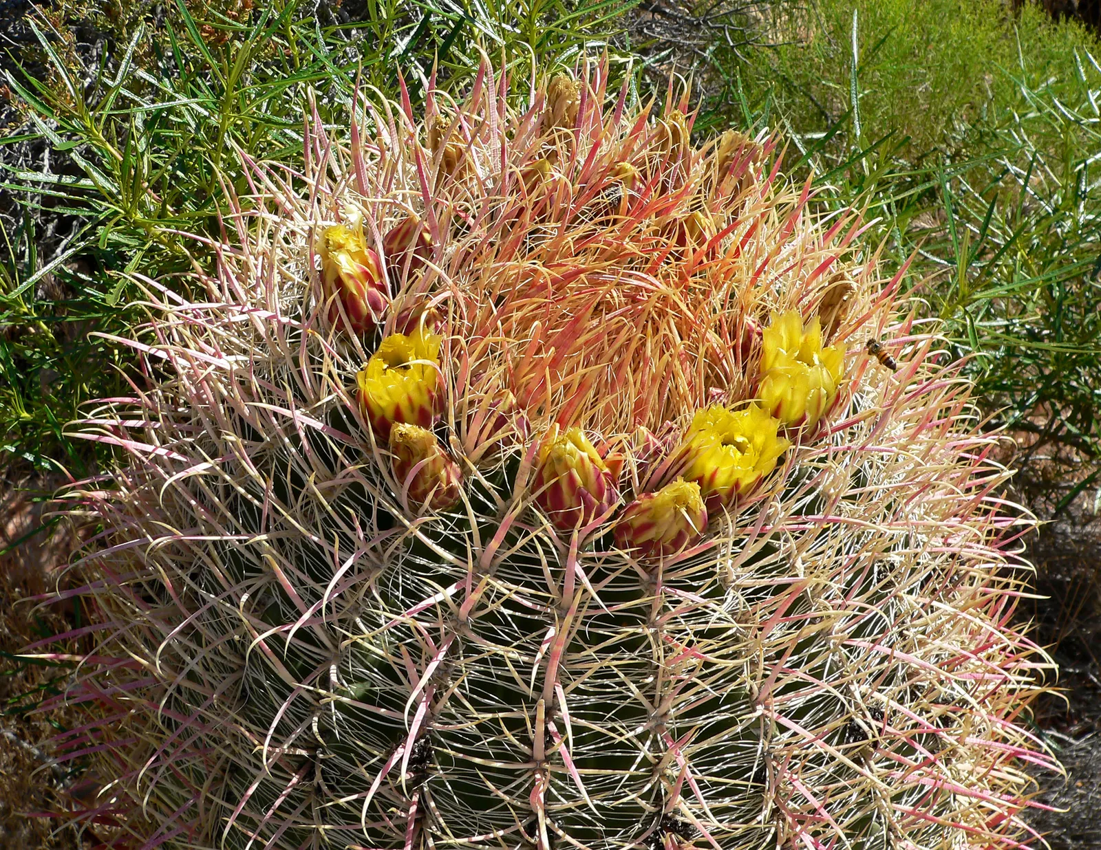 Compass Barrel Cactus (Ferocactus Cylindraceus) — Adds vertical interest and dramatic texture to arid landscapes; it's known for its cylindrical, image 133