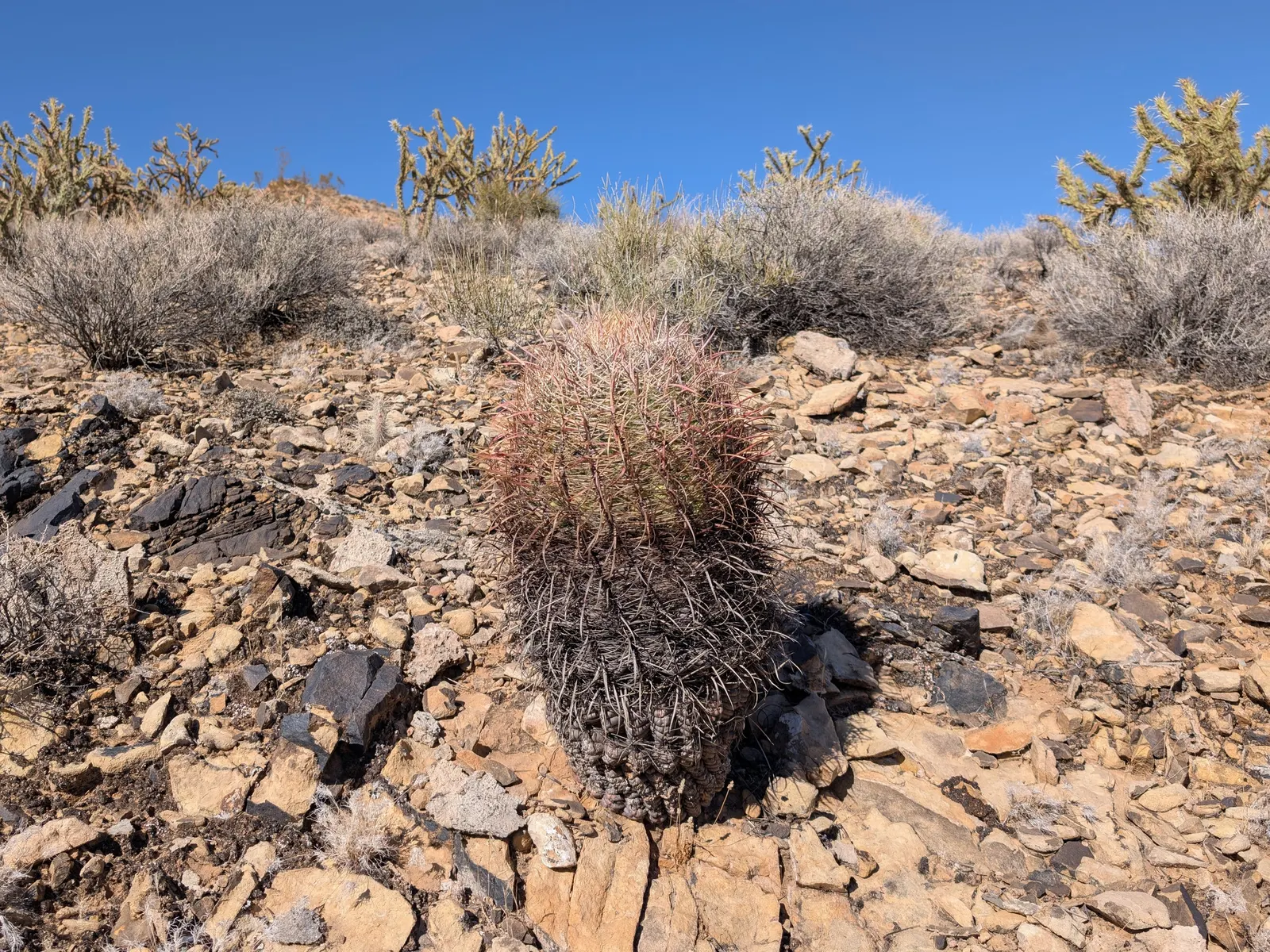 Compass Barrel Cactus (Ferocactus Cylindraceus) — Minimal water needs once established, making it a low-maintenance choice for xeriscaping; its, image 107