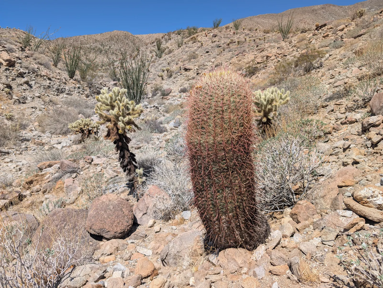 Compass Barrel Cactus (Ferocactus Cylindraceus) — with the cactus showcasing yellow to orange-red flowers near the crown; providing a dramatic, image 117