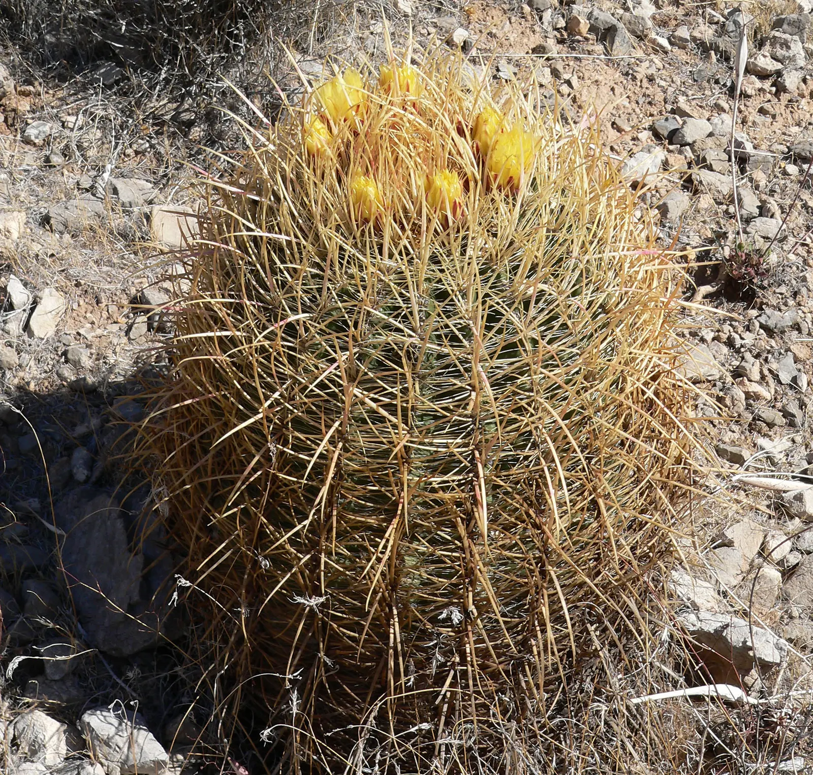 Compass Barrel Cactus (Ferocactus Cylindraceus) — It's known for its cylindrical shape; which are particularly attractive to pollinators, image 128