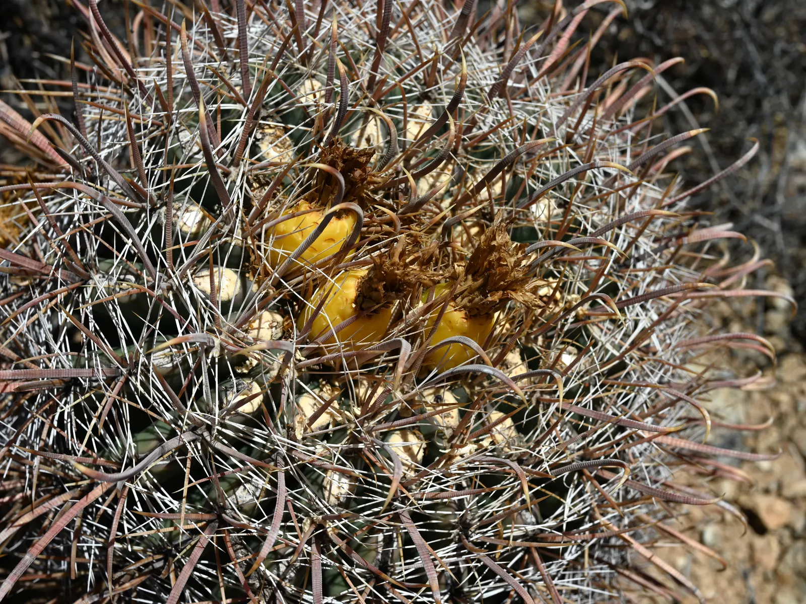 Compass Barrel Cactus (Ferocactus Cylindraceus) — These blossoms potentially give way to yellow fruits; and showy yellow flowers emerging late spring to summer
