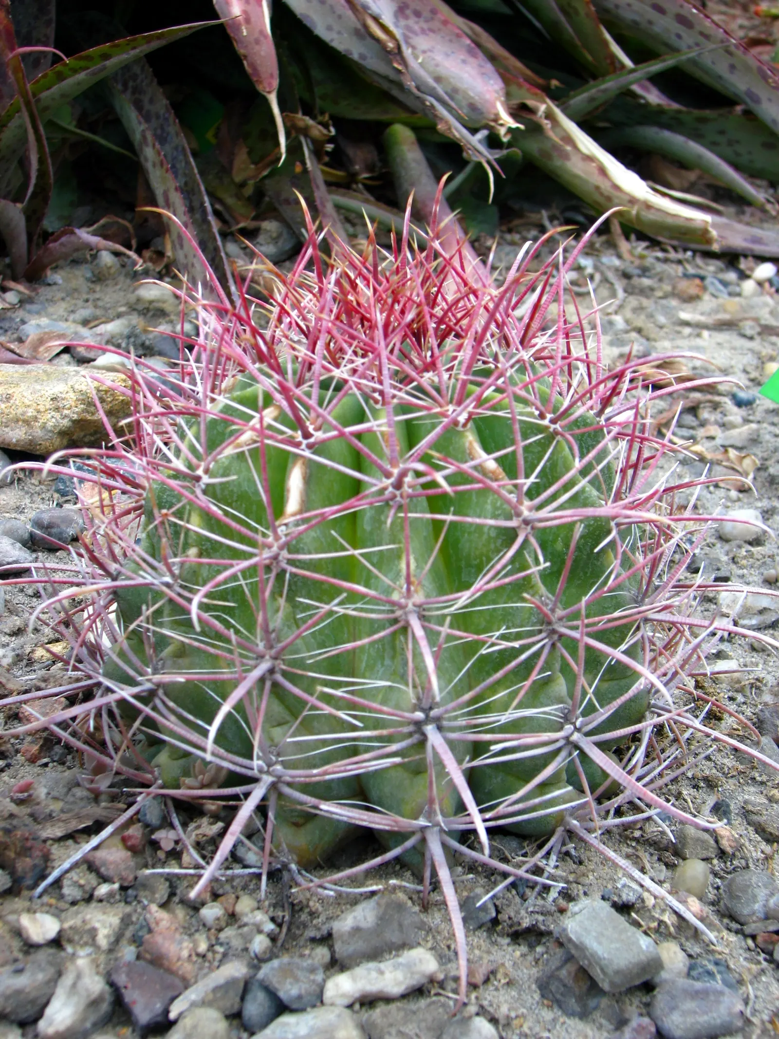 Compass Barrel Cactus (Ferocactus Cylindraceus) — which are particularly attractive to pollinators; orange and yellow flowers in the garden