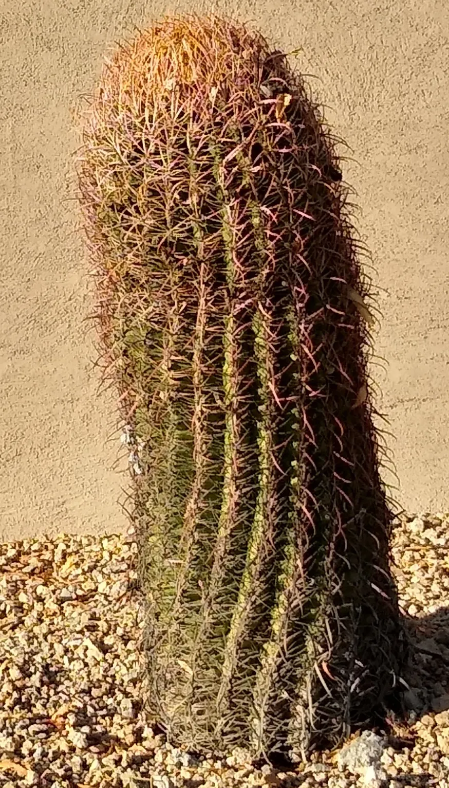 Compass Barrel Cactus (Ferocactus Cylindraceus) — providing a dramatic texture and deterring wildlife.<br><br>Spring and summer usher in its, image 116