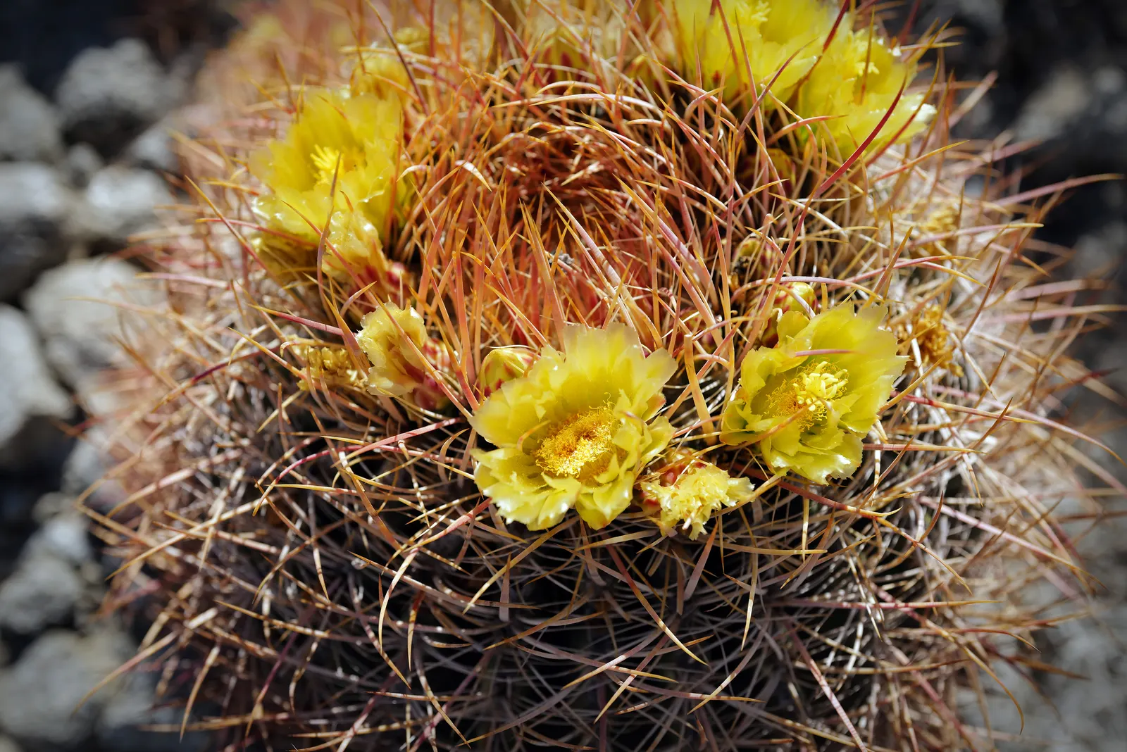 Compass Barrel Cactus (Ferocactus Cylindraceus) — Its commanding presence and hardy nature call for minimal intervention; these blossoms, image 121