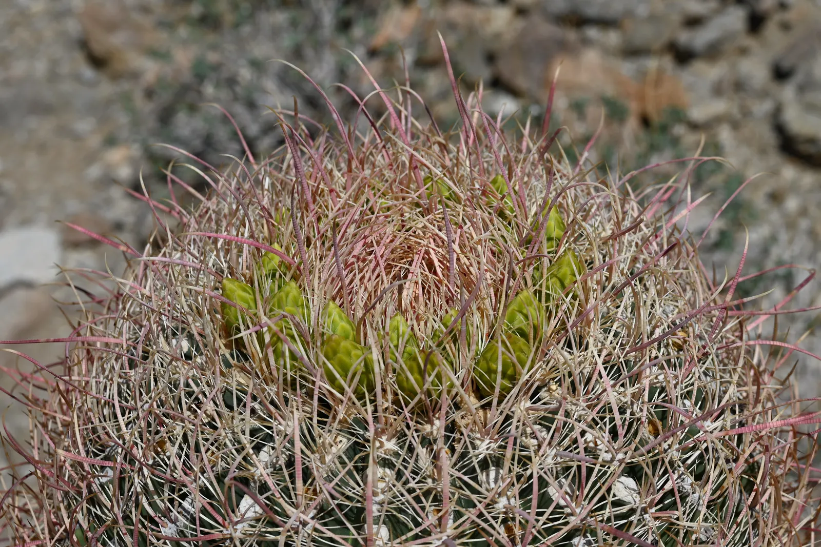 Compass Barrel Cactus (Ferocactus Cylindraceus) — with a diameter of 18 to 30 inches; requires full sun and well-draining soil, image 112
