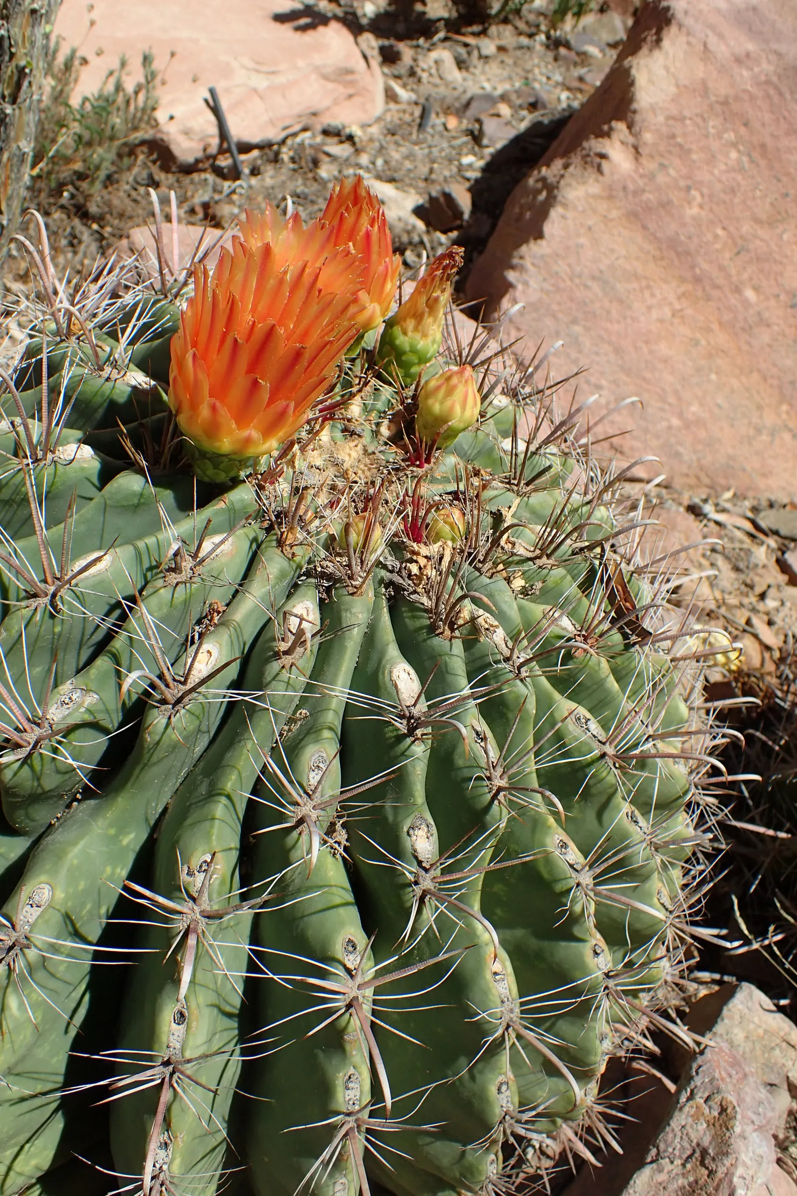 Compass Barrel Cactus (Ferocactus Cylindraceus) — cactus with orange and yellow blooms; the plant features 13 to 21 ribs adorned with heavy spines that can