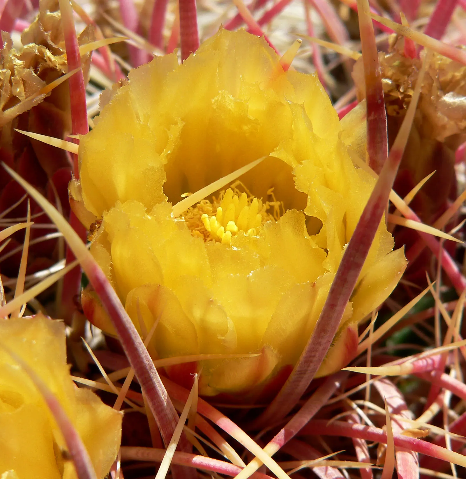 Compass Barrel Cactus (Ferocactus Cylindraceus) — spiny surface.<br><br>Growing at a moderate pace to heights of 6 to 10 feet; cactus with orange, image 136