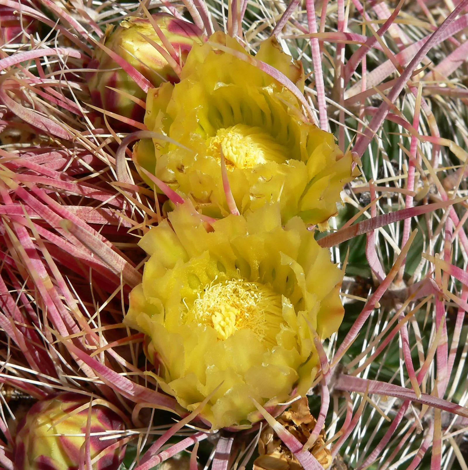Compass Barrel Cactus (Ferocactus Cylindraceus) — plant in full sun and well-draining soil with minimal water requirements; with a diameter of 18, image 120