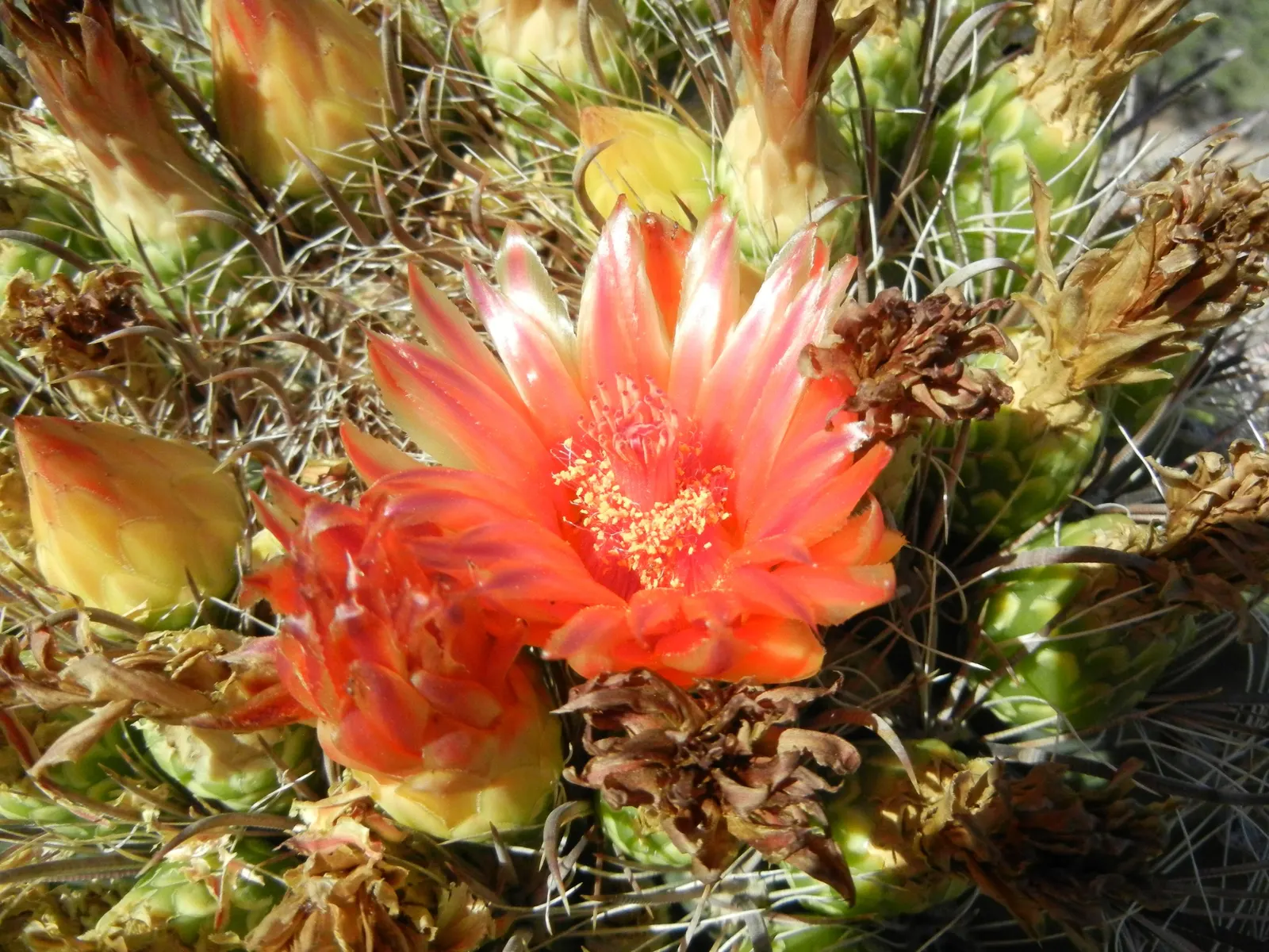 Compass Barrel Cactus (Ferocactus Cylindraceus) — The plant features 13 to 21 ribs adorned with heavy spines that can reach lengths of up to 4 inches