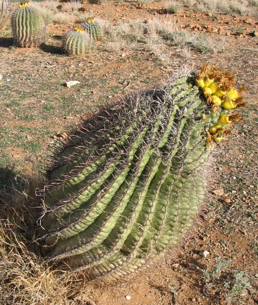 Compass Barrel Cactus (Ferocactus Cylindraceus) — Its commanding presence and hardy nature call for minimal intervention