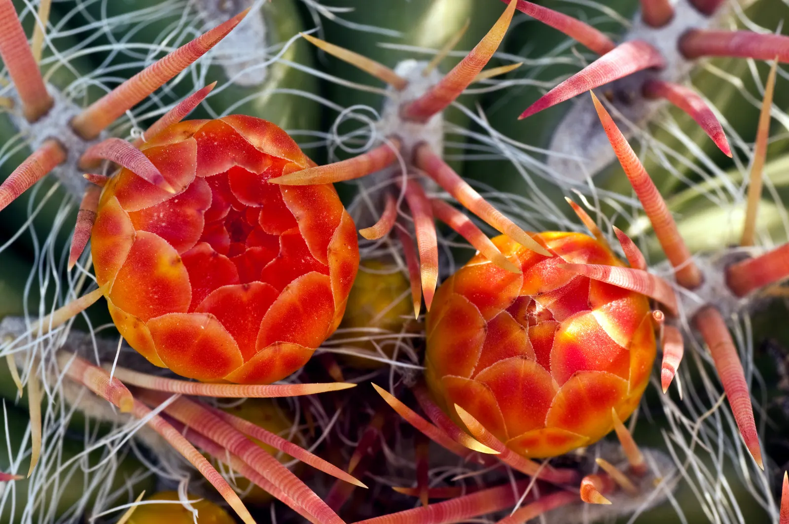 Compass Barrel Cactus (Ferocactus Cylindraceus) — Minimal water needs once established, making it a low-maintenance choice for xeriscaping; its commanding