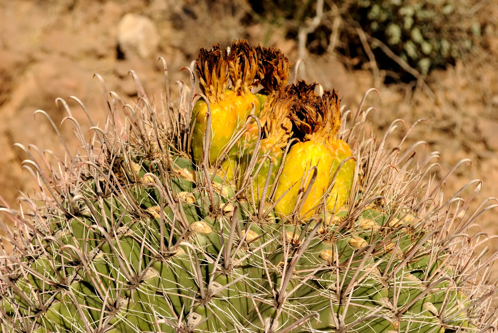 Compass Barrel Cactus (Ferocactus Cylindraceus) — with a diameter of 18 to 30 inches; requires full sun and well-draining soil