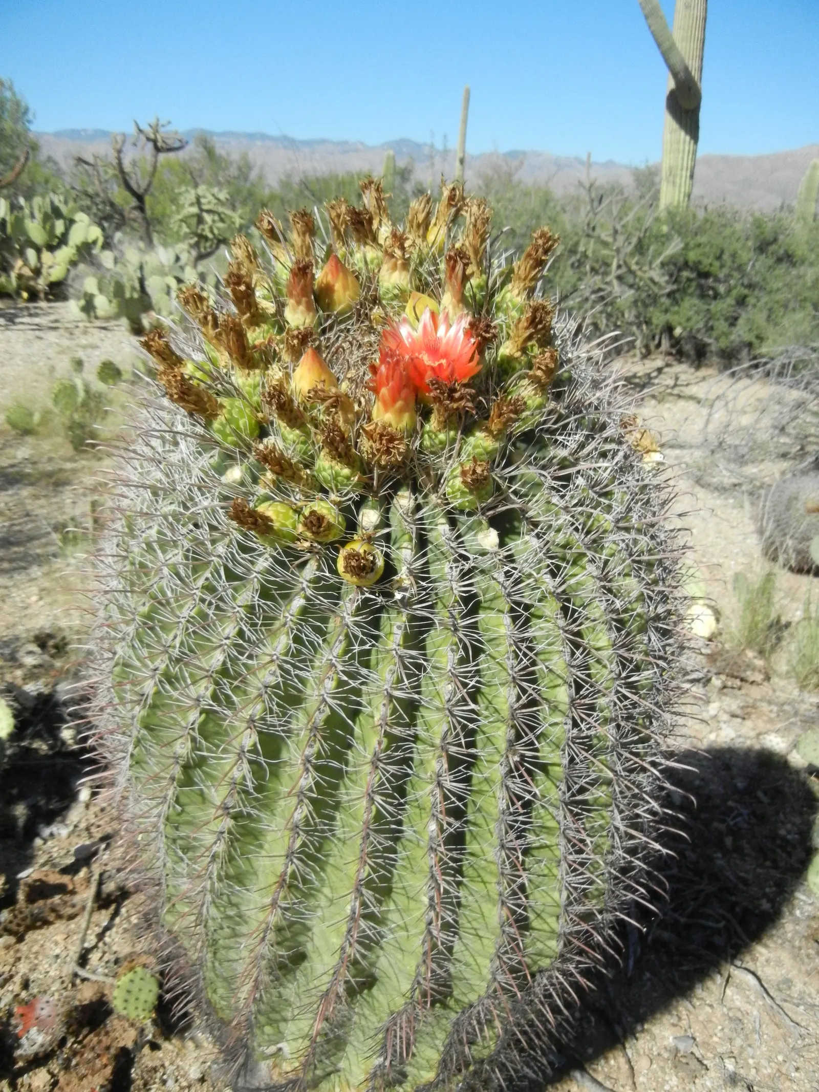 Compass Barrel Cactus (Ferocactus Cylindraceus) — the Compass Barrel Cactus is named for its tendency to lean southward in hotter climates