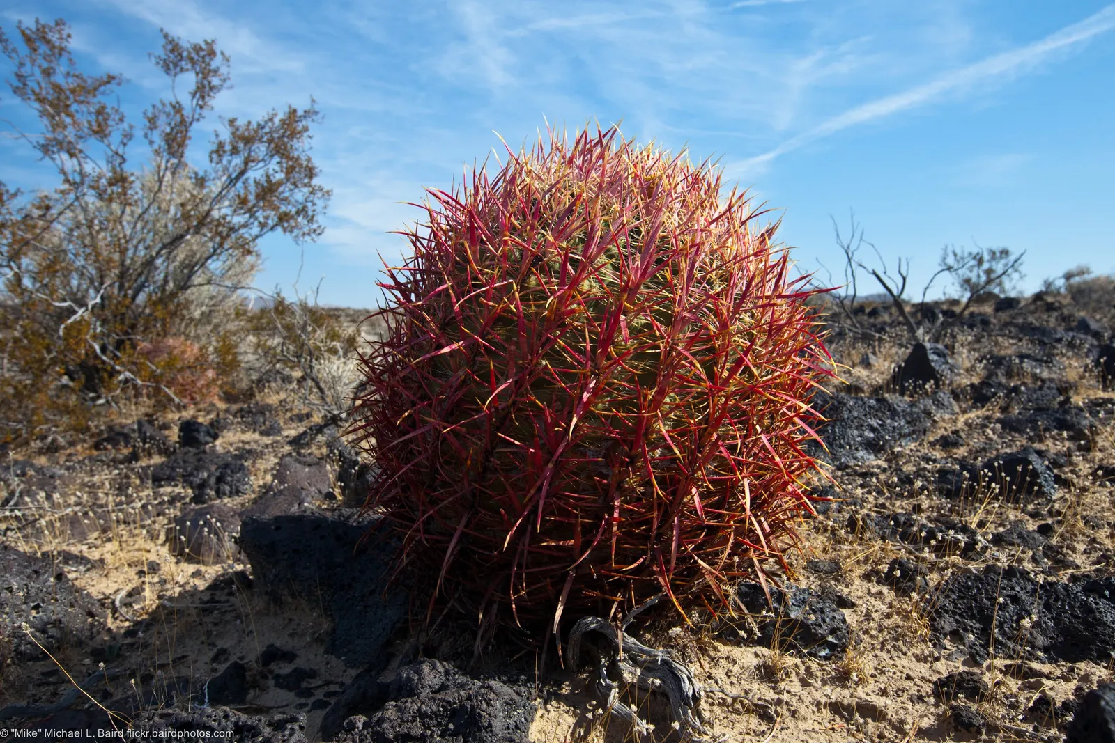 Compass Barrel Cactus (Ferocactus Cylindraceus) — It's known for its cylindrical shape; which are particularly attractive to pollinators, image 103