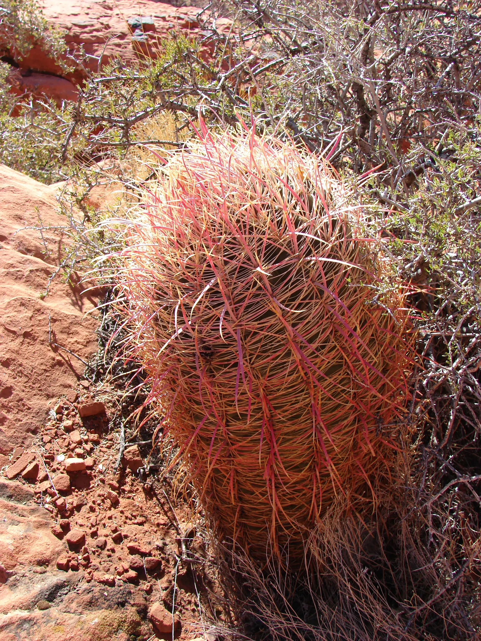 Compass Barrel Cactus (Ferocactus Cylindraceus) — These blossoms potentially give way to yellow fruits; and showy yellow flowers emerging late, image 94