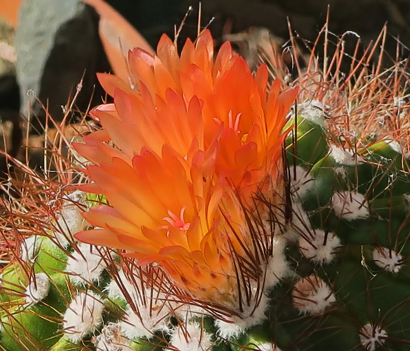 Compass Barrel Cactus (Ferocactus Cylindraceus) — providing a dramatic texture and deterring wildlife.<br><br>Spring and summer usher in its blooming season