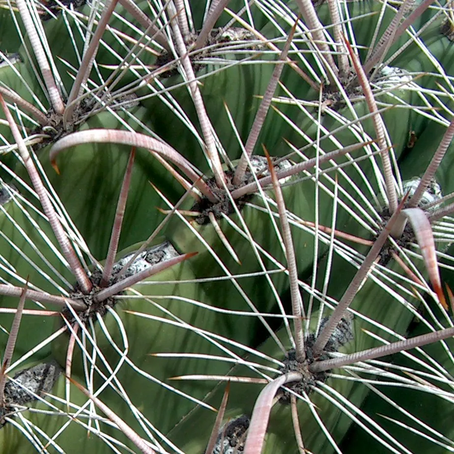 Compass Barrel Cactus (Ferocactus Cylindraceus) — commonly known as the Compass Barrel Cactus