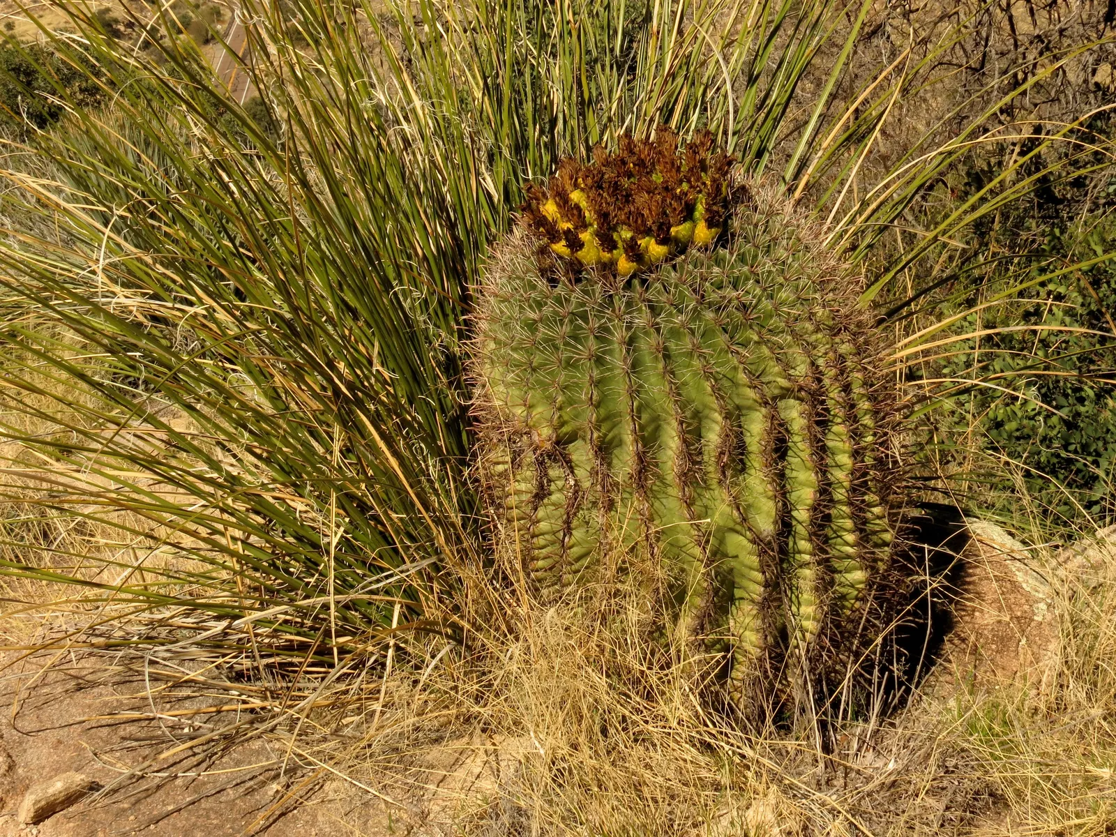 Compass Barrel Cactus (Ferocactus Cylindraceus) — These blossoms potentially give way to yellow fruits