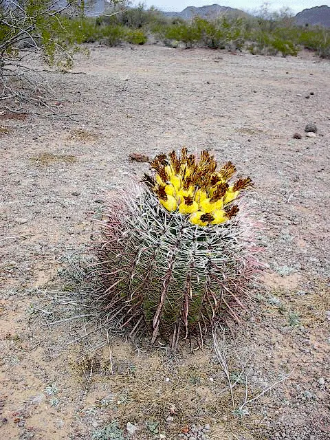 Compass Barrel Cactus (Ferocactus Cylindraceus) — Requires full sun and well-draining soil; a unique characteristic that aids in sun exposure and heat
