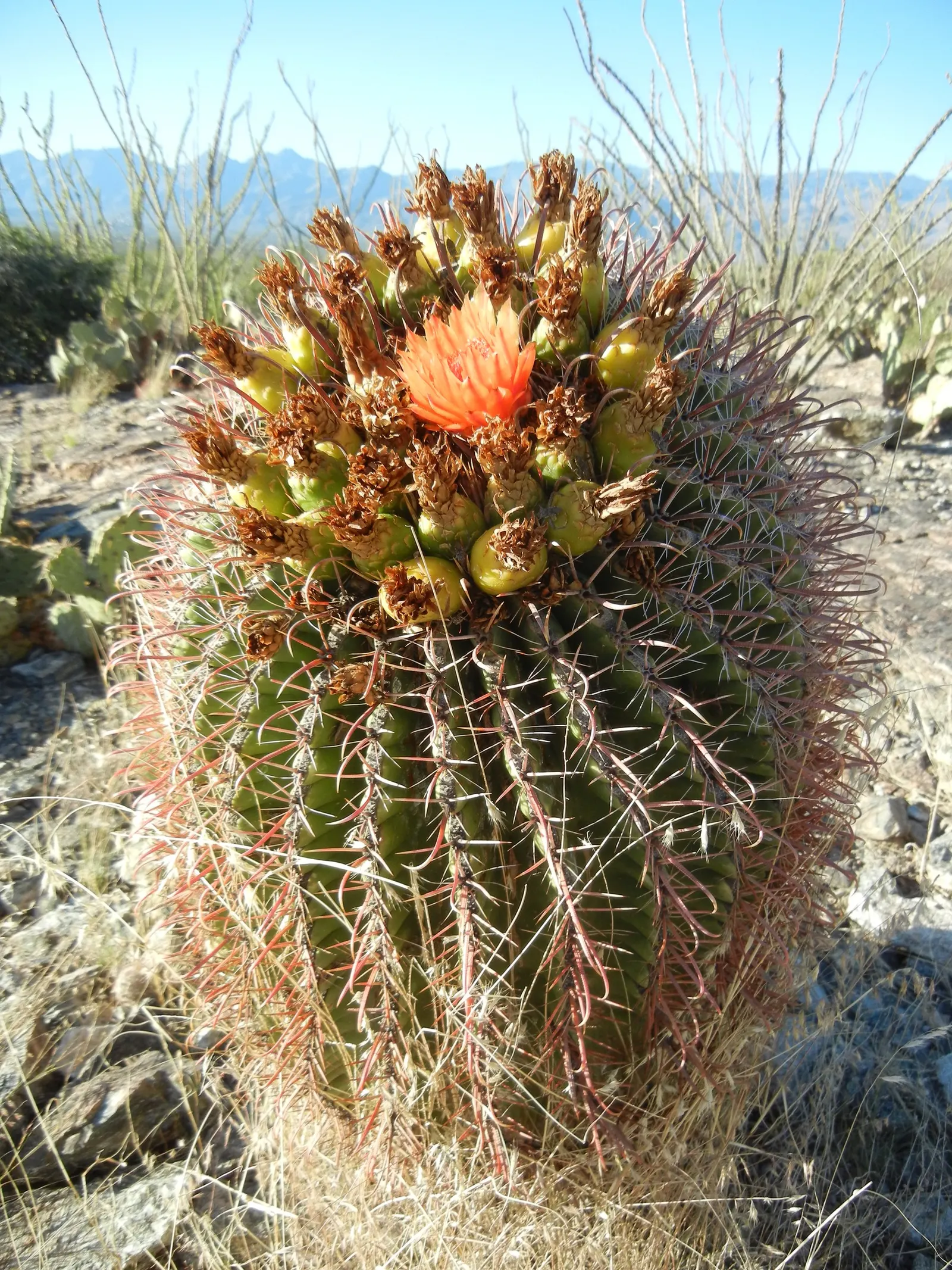 Compass Barrel Cactus (Ferocactus Cylindraceus) — a unique characteristic that aids in sun exposure and heat dissipation