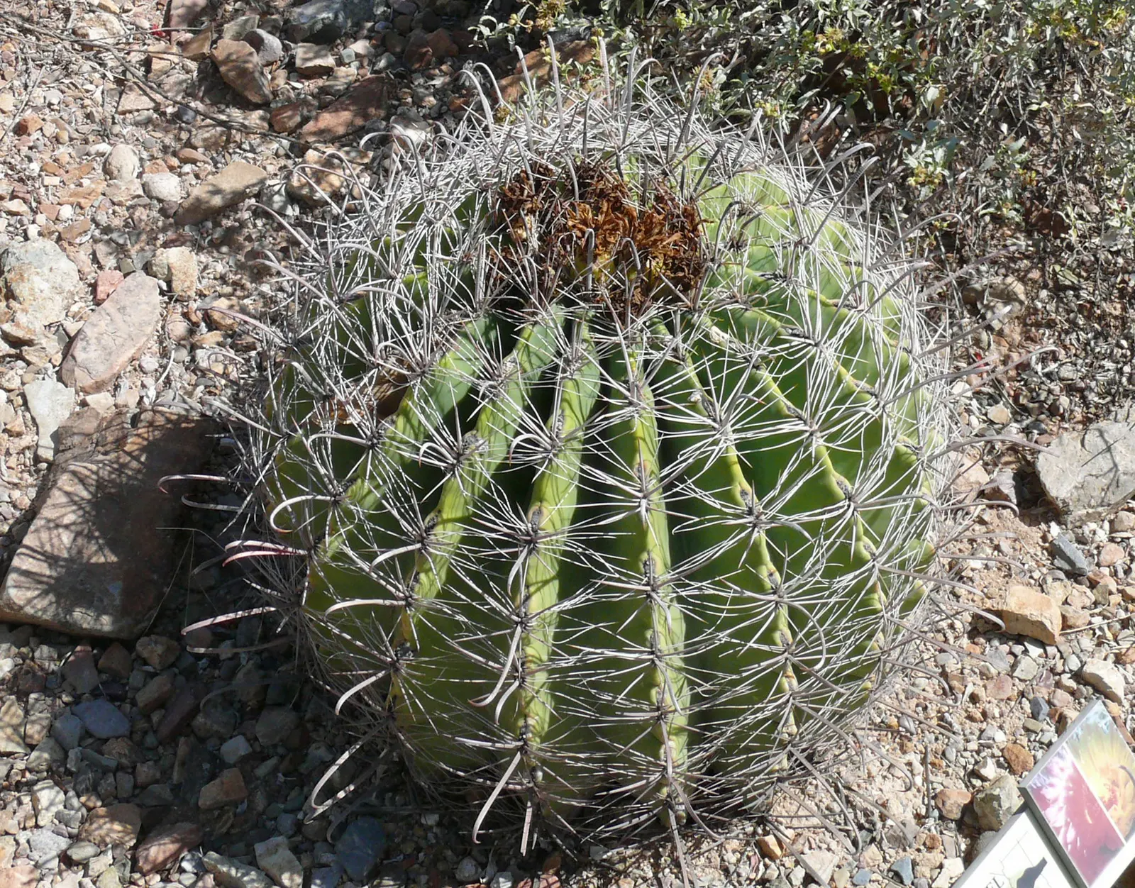 Compass Barrel Cactus (Ferocactus Cylindraceus) — spiny surface.<br><br>Growing at a moderate pace to heights of 6 to 10 feet