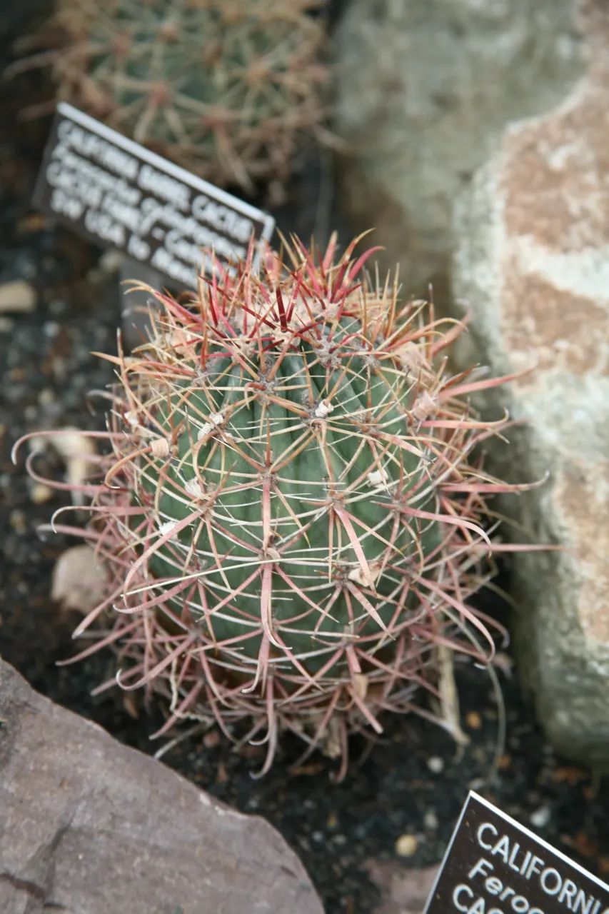Compass Barrel Cactus (Ferocactus Cylindraceus) — vibrant yellow to red spines; cactus for deep shade or full