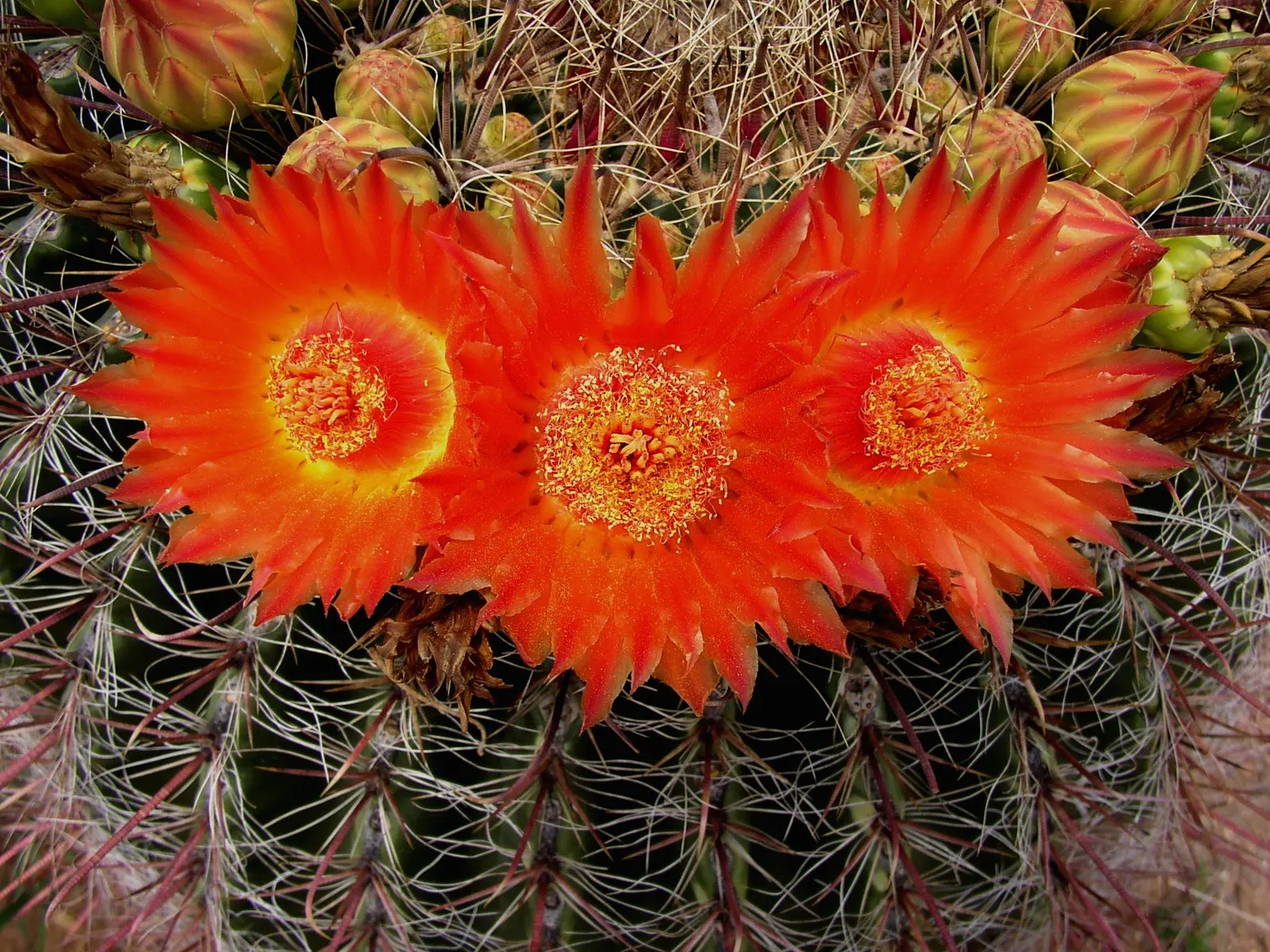 Compass Barrel Cactus (Ferocactus Cylindraceus) — The Compass Barrel Cactus (Ferocactus cylindraceus) is a striking desert native; vibrant yellow to red spines