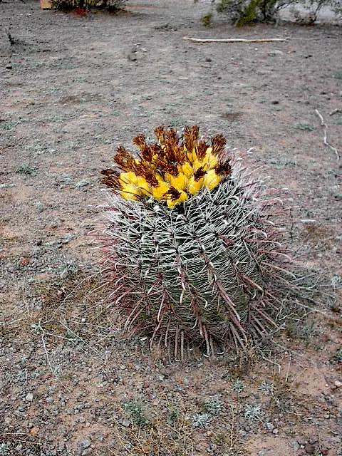 Compass Barrel Cactus (Ferocactus Cylindraceus) — Adds vertical interest and dramatic texture to arid landscapes; it's known for its cylindrical shape