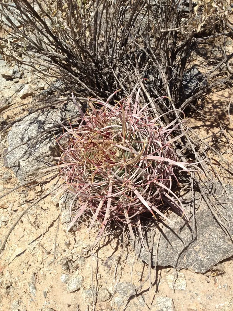 Compass Barrel Cactus (Ferocactus Cylindraceus) — a unique characteristic that aids in sun exposure and heat dissipation; plant in full sun and well-draining
