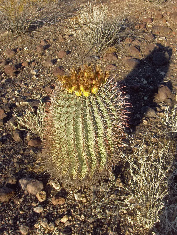 Compass Barrel Cactus (Ferocactus Cylindraceus) — commonly known as the Compass Barrel Cactus; is a striking and sculptural element suitable for xeriscaped and