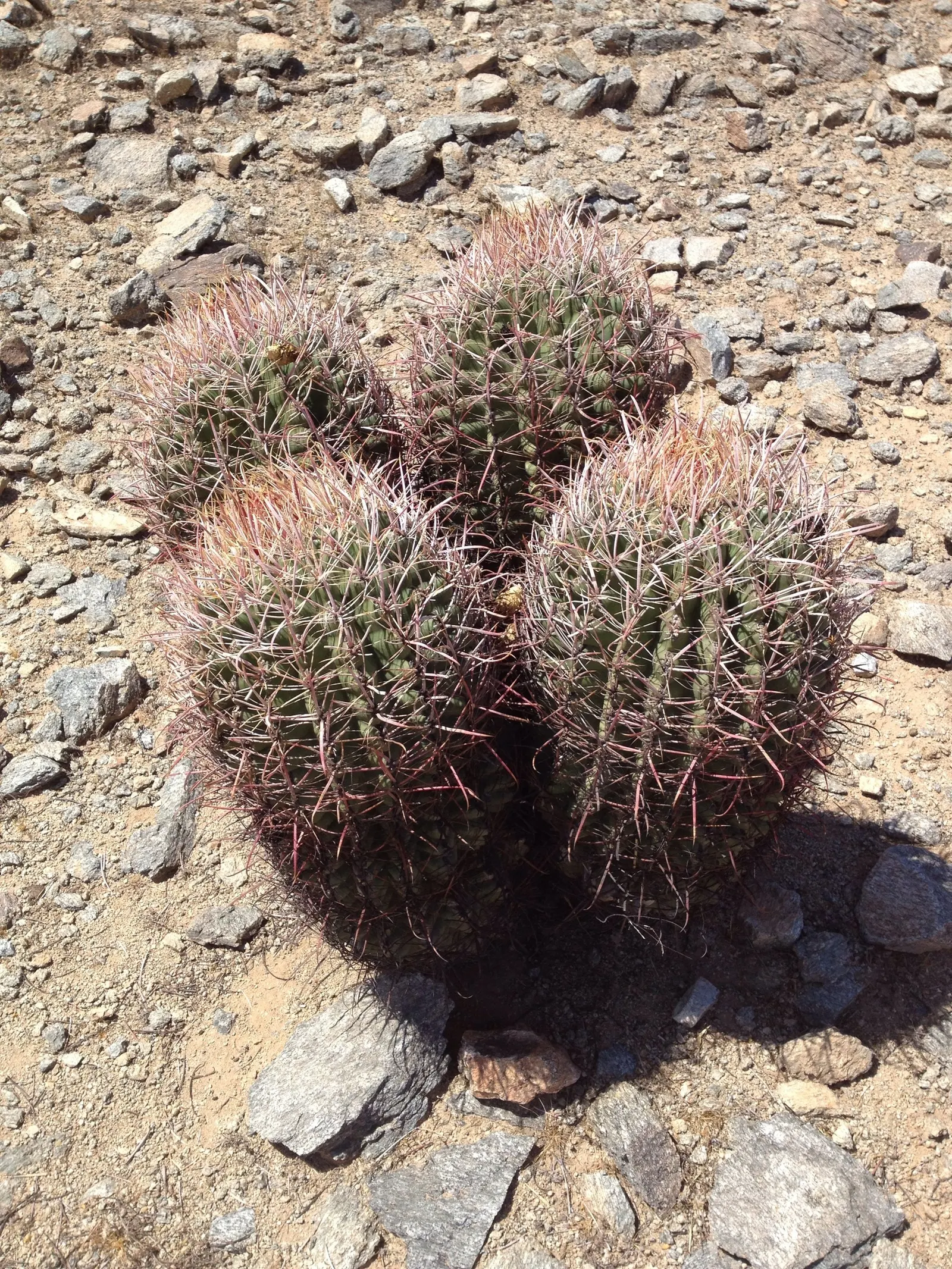 Compass Barrel Cactus (Ferocactus Cylindraceus) — the Compass Barrel Cactus is named for its tendency to lean southward in hotter climates, image 38