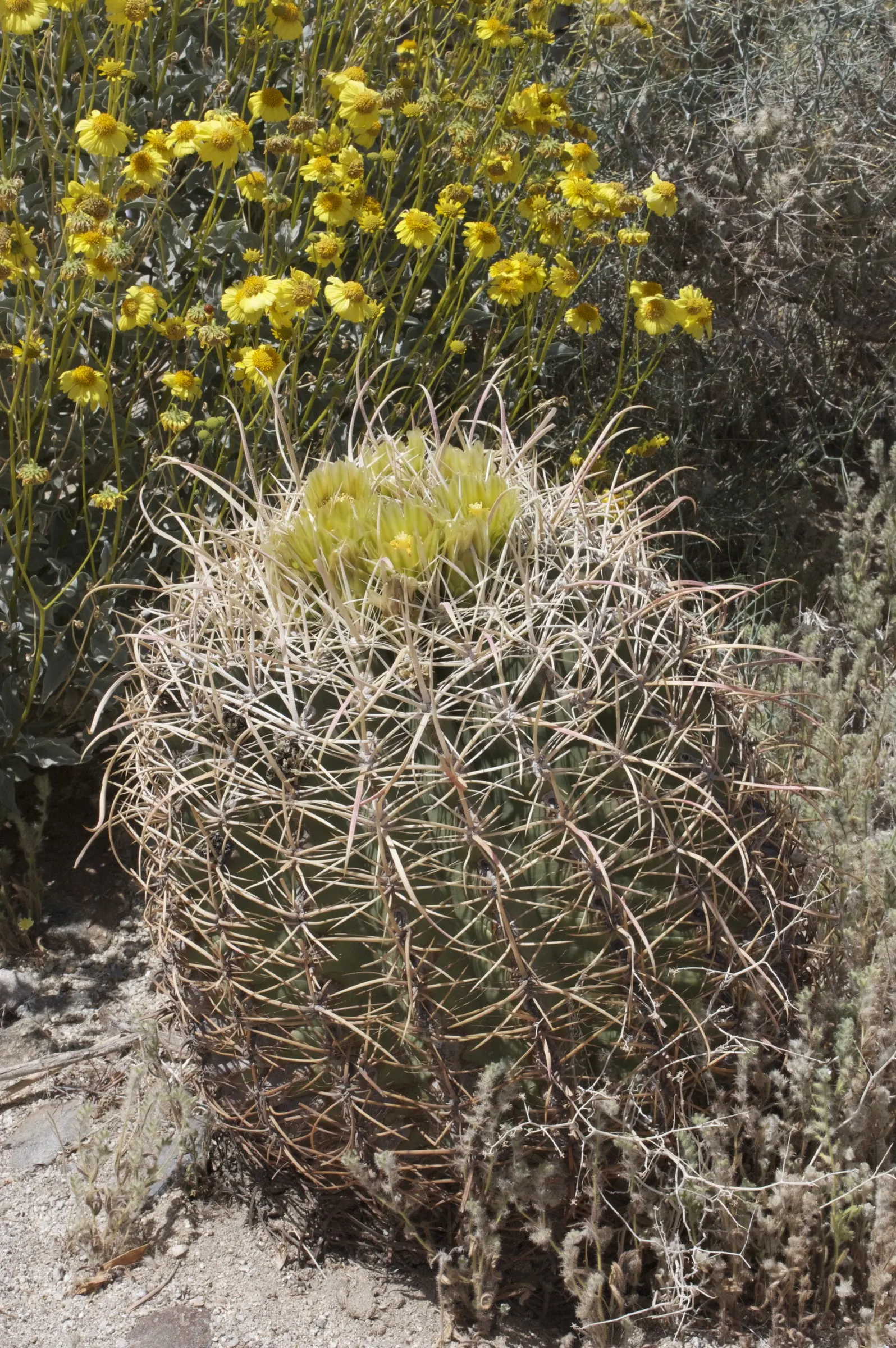 Compass Barrel Cactus (Ferocactus Cylindraceus) — a unique characteristic that aids in sun exposure and heat dissipation; plant in full sun and, image 89