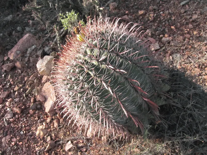 Compass Barrel Cactus (Ferocactus Cylindraceus) — is a striking and sculptural element suitable for xeriscaped and drought-tolerant landscapes; with the cactus