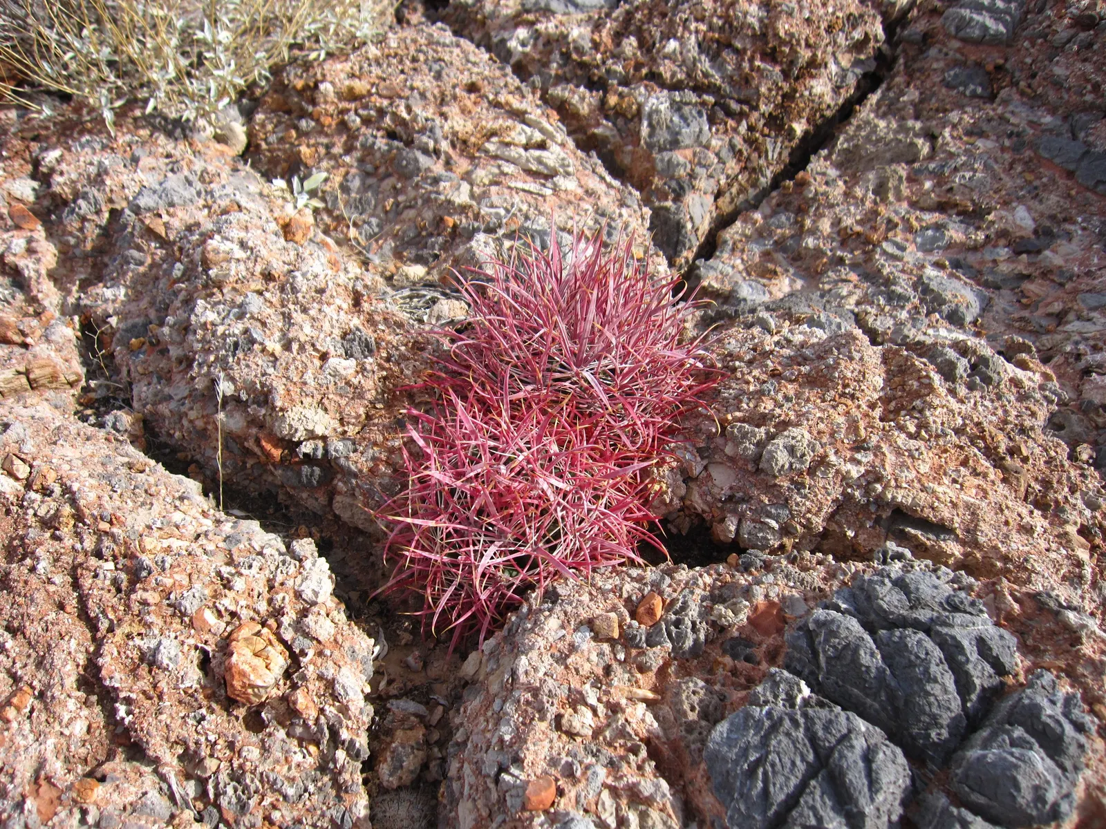 Compass Barrel Cactus (Ferocactus Cylindraceus) — providing a dramatic texture and deterring wildlife.<br><br>Spring and summer usher in its, image 91