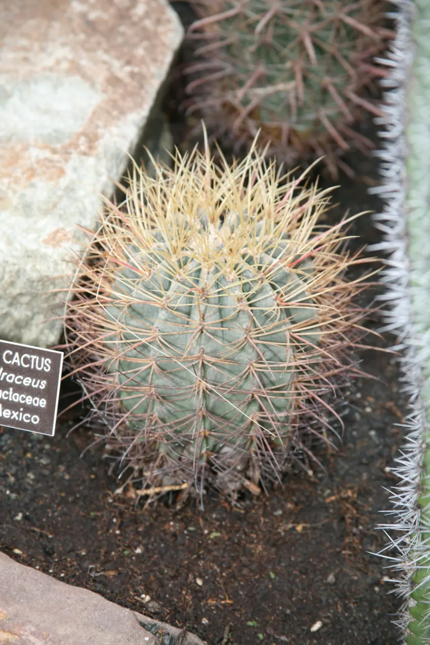 Compass Barrel Cactus (Ferocactus Cylindraceus) — The plant features 13 to 21 ribs adorned with heavy spines that can reach lengths of up to 4, image 90