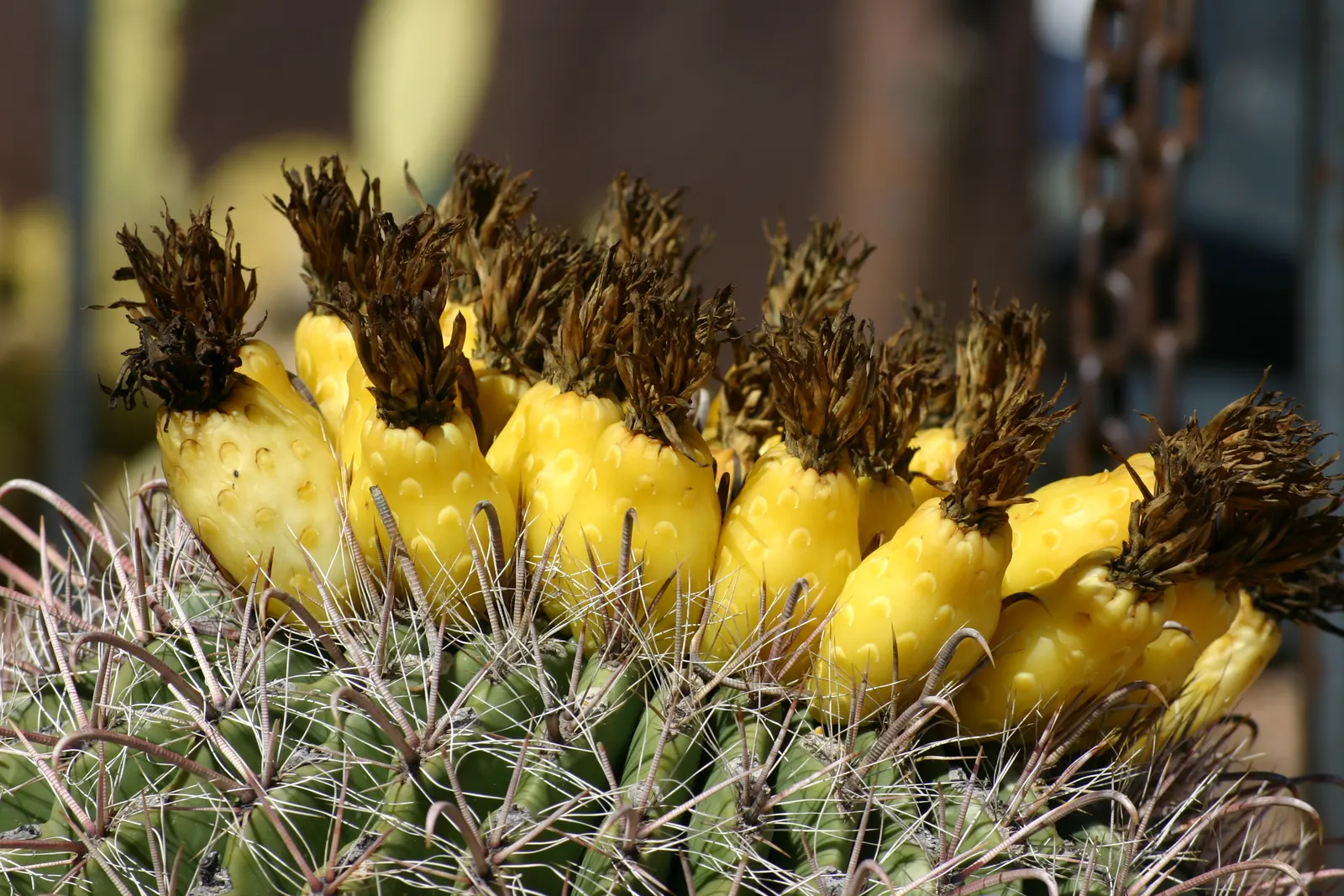 Compass Barrel Cactus (Ferocactus Cylindraceus) — It's known for its cylindrical shape; which are particularly attractive to pollinators