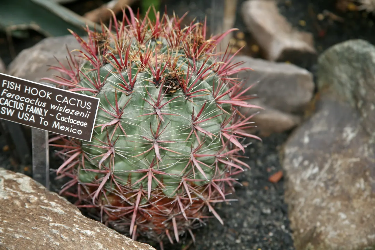 Compass Barrel Cactus (Ferocactus Cylindraceus) — and showy yellow flowers emerging late spring to summer; minimal water needs once established, making it a