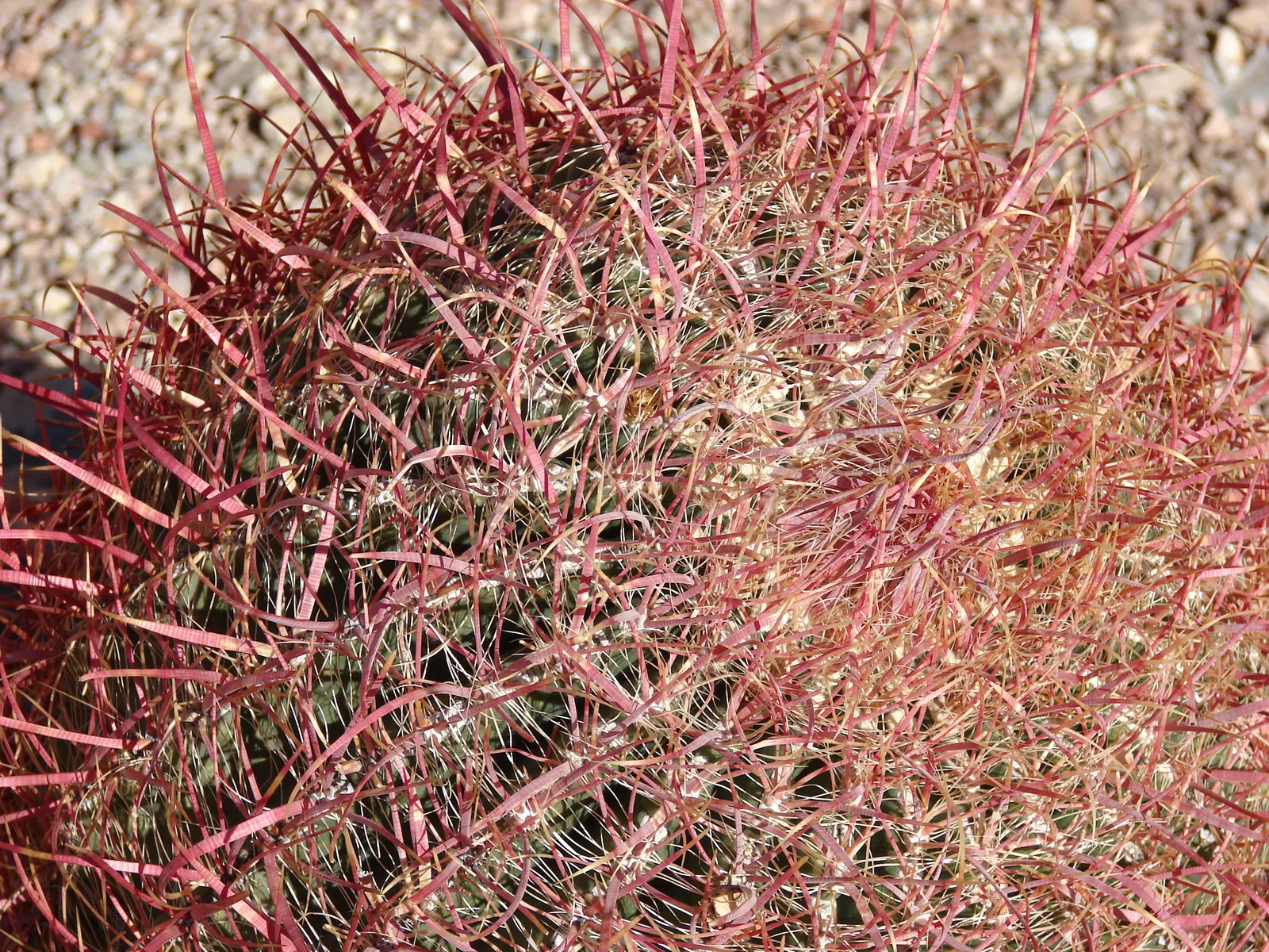 Compass Barrel Cactus (Ferocactus Cylindraceus) — cactus for deep shade or full; allowing for a striking garden feature with ease, image 100