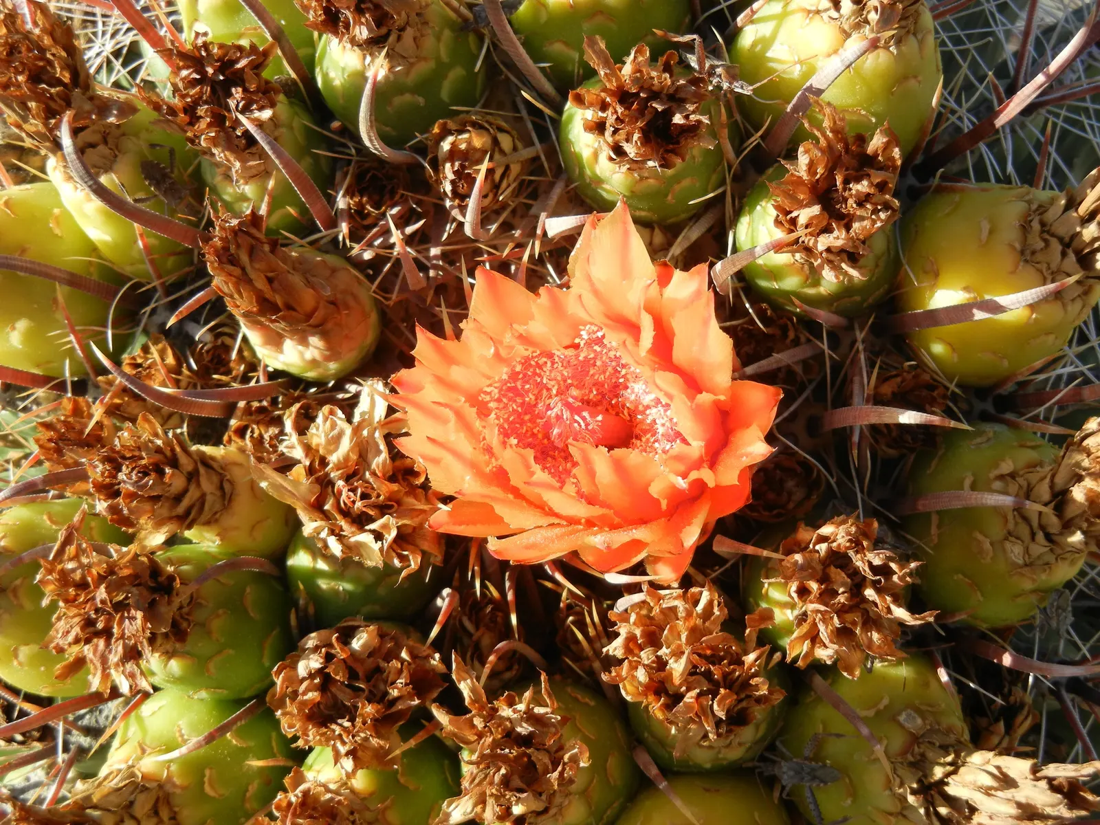 Compass Barrel Cactus (Ferocactus Cylindraceus) — is a striking and sculptural element suitable for xeriscaped and drought-tolerant landscapes