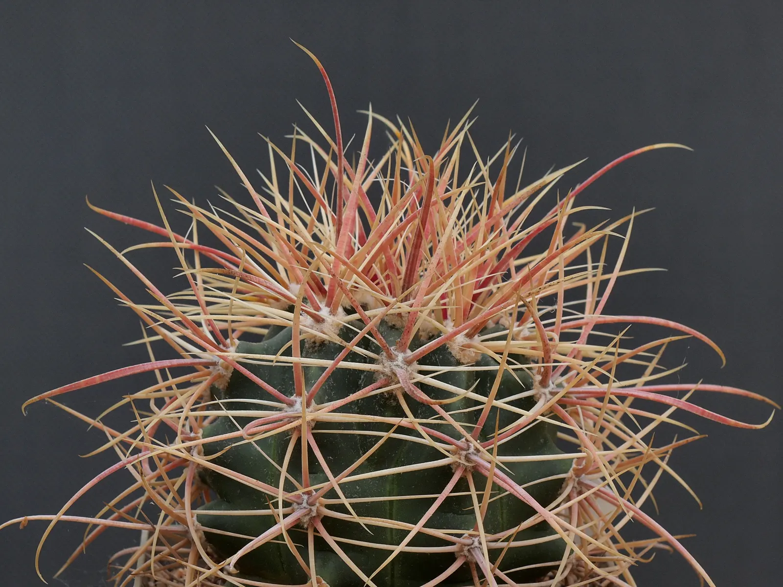 Compass Barrel Cactus (Ferocactus Cylindraceus) — allowing for a striking garden feature with ease; the Compass Barrel Cactus (Ferocactus, image 97