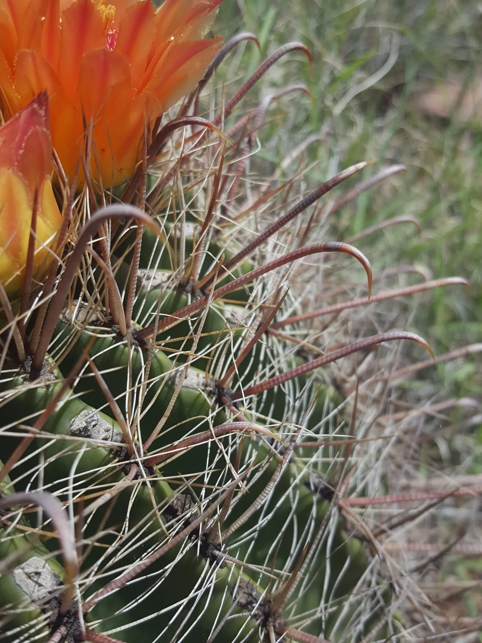 Compass Barrel Cactus (Ferocactus Cylindraceus) — cactus for deep shade or full
