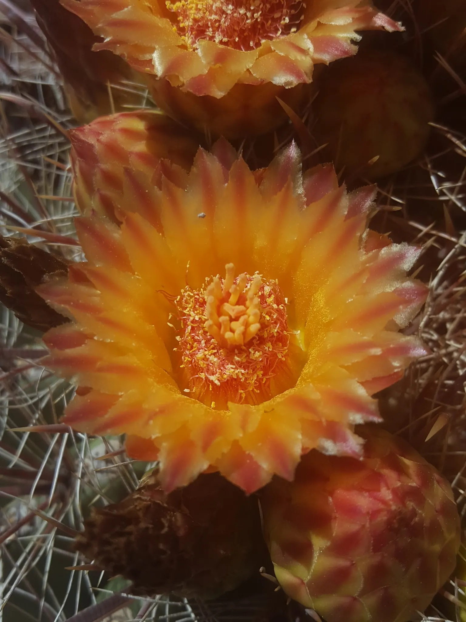 Compass Barrel Cactus (Ferocactus Cylindraceus) — orange and yellow flowers in the garden