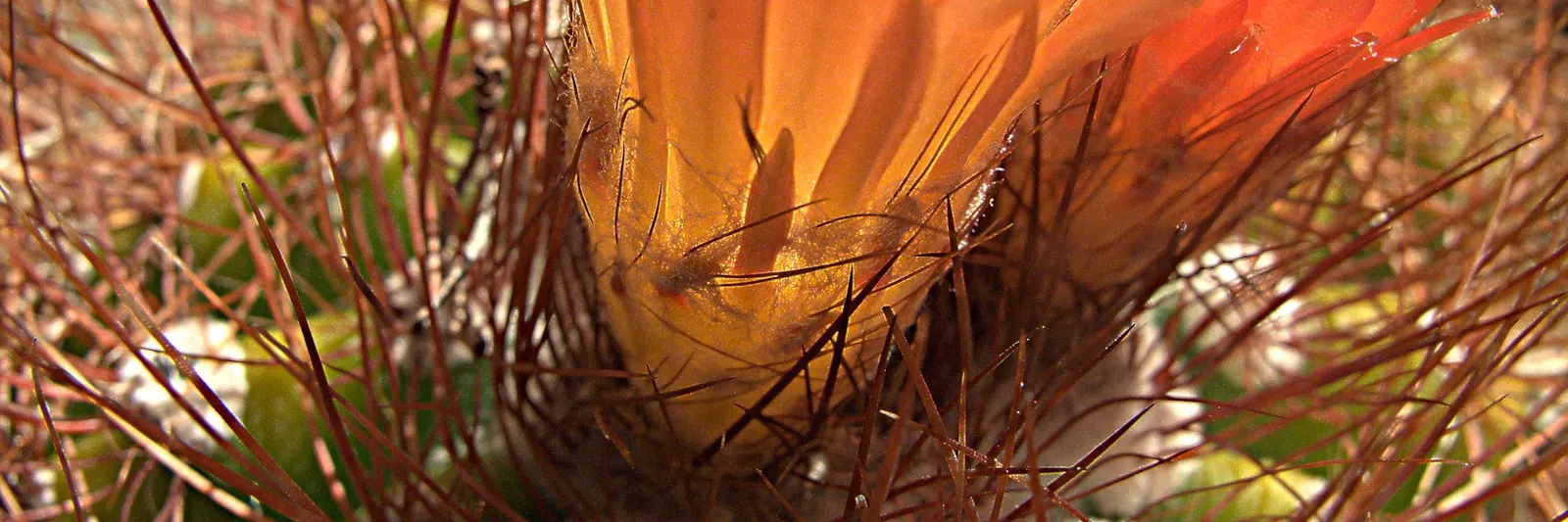 Compass Barrel Cactus (Ferocactus Cylindraceus) — cactus with orange and yellow blooms