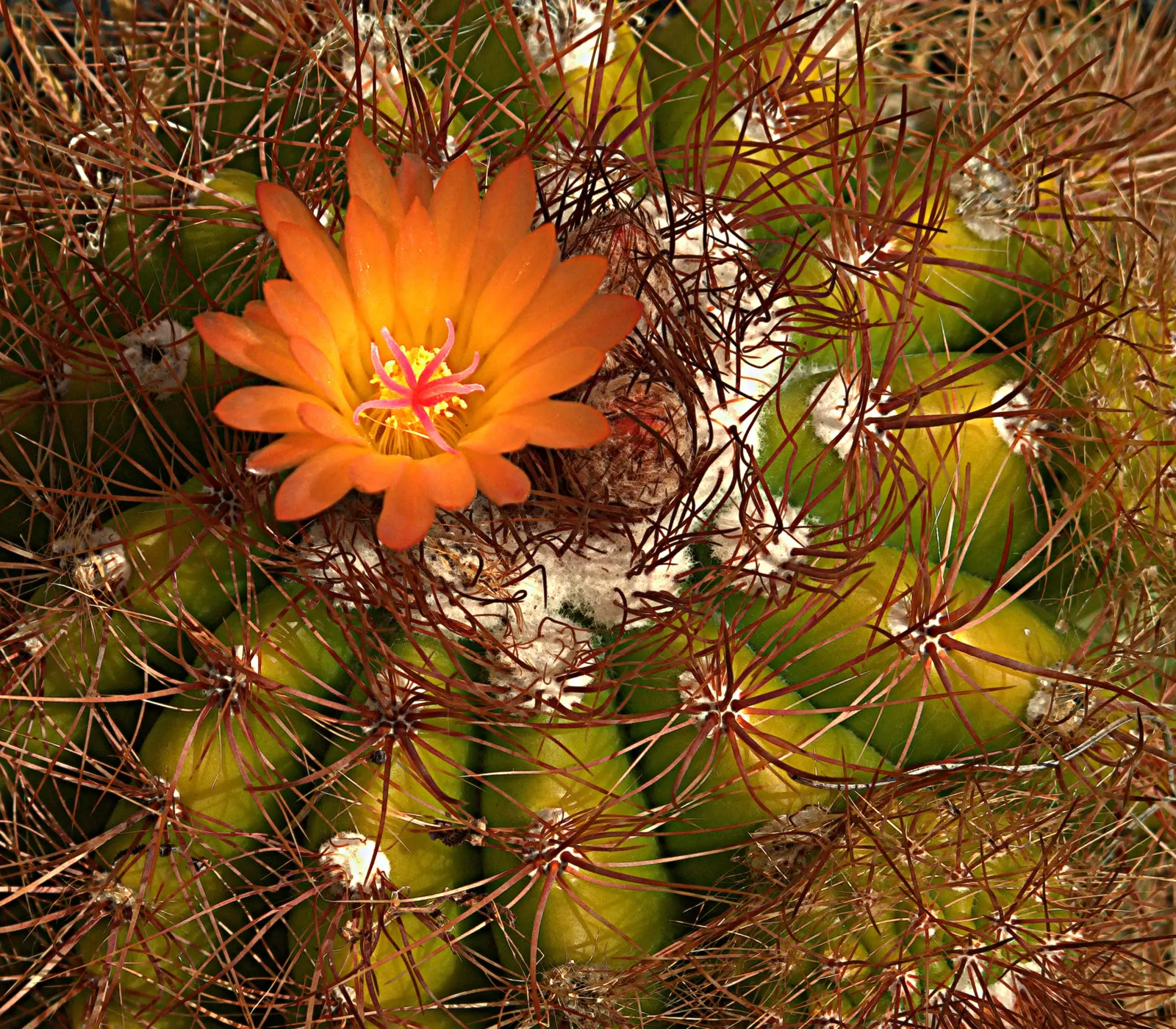 Compass Barrel Cactus (Ferocactus Cylindraceus) — with the cactus showcasing yellow to orange-red flowers near the crown